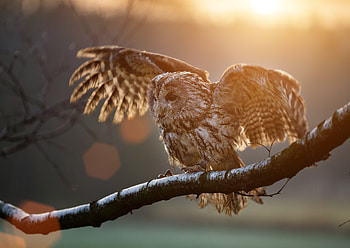 Owl Sitting On Branch, owl, birds HD wallpaper