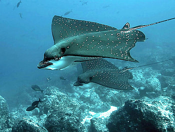 Amazing Sea Creatures, cool HD wallpaper