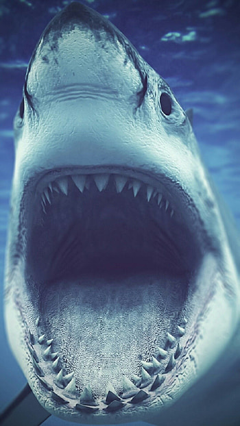 Shark, Killer HD phone wallpaper