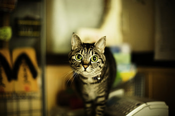 Animals, Cat, Sight, Opinion, Danger, Big Eyes HD wallpaper