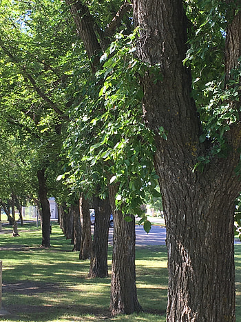 Elm tree pruning, September, Clarks crossing gazette, Nature HD phone wallpaper