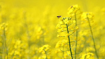 Honey bee , Insect's beauty, Nature's marvel, Hive's masterpiece HD wallpaper