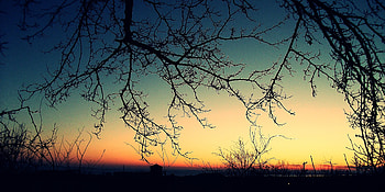 Nature, Sunset, Branches, Branch, Evening HD wallpaper