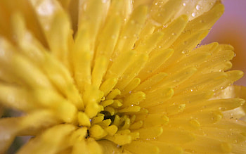 Chrysanthemum, Macro, Bright, Petals, Color HD wallpaper