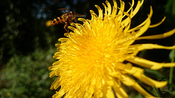A place to land ..., Yellow, Nature, Summer, graphy HD wallpaper