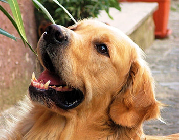 Faithful Friend, dog, animals, pets, labrador retriever, faithful HD wallpaper