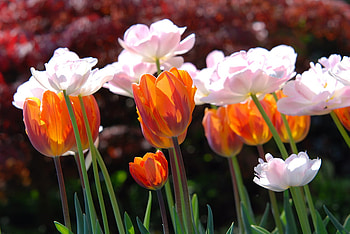 Orange and white, white, nature, flowers, orange HD wallpaper