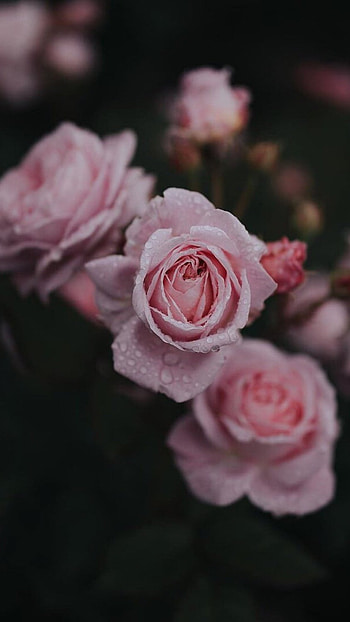 Rose Aesthetic, Pink Adorable Flower HD phone wallpaper