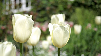 Flowers, Tulips, Macro, Bud, Stem, Stalk HD wallpaper