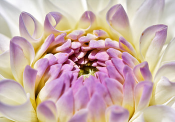 Dahlia, bud, close up HD wallpaper