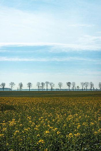 Nature, Flowers, Trees, Grass, Sky, Summer, Field HD phone wallpaper