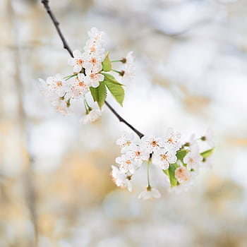 Close-up of vibrant cherry blossoms in spring season, Liezen, Austria. HD phone wallpaper