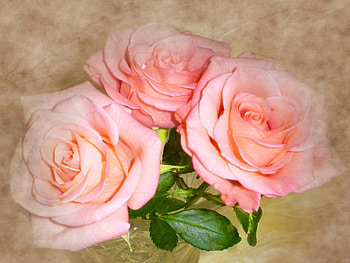 Roses, beautiful, pink, delicate, pretty, nature, flowers, three, lovely, harmony HD wallpaper