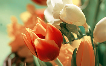 Flowers, Tulips, Petals, Bouquet HD wallpaper