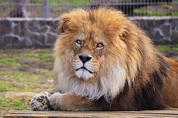Animals, To Lie Down, Lie, Lion, Predator, Mane HD wallpaper