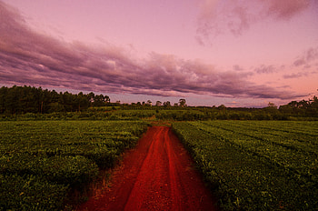 Nature, Sunset, Grass, Sky, Clouds, Field, Path HD wallpaper