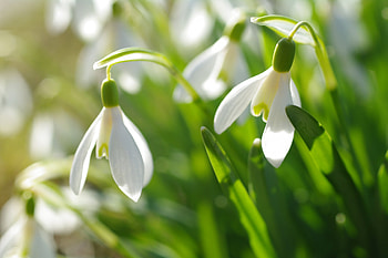 Snowdrops, white, flower, green, spring HD wallpaper