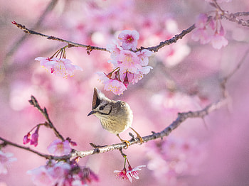 Taiwan Yuhina (yuhina brunneiceps), taiwan yuhina, Animal, Yuhina HD wallpaper