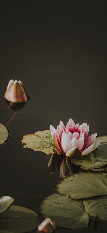 Lily Pad, Natural backdrop, Pond atmosphere, choice HD phone wallpaper