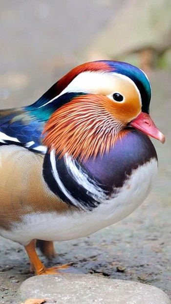 Mandarin Duck, Pato Mandarin HD phone wallpaper