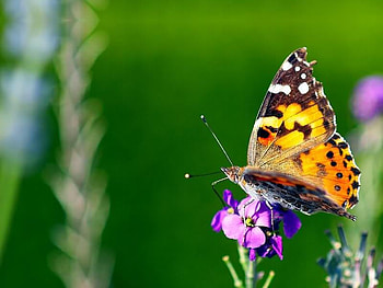 Butterfly, orange, yellow, flower HD wallpaper
