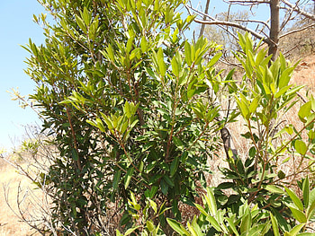 Myrtle Herb, Transvaal red milkwood, Exotic plant, Botanical variety HD wallpaper