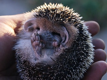 Animals, Hedgehogs HD wallpaper