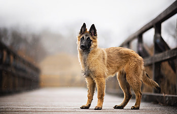 Puppy, Belgian Tervuren HD wallpaper