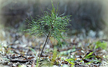 Nature, Grass, Leaves, Sprout HD wallpaper