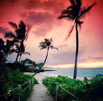 Beach, palms, sea, nature HD wallpaper