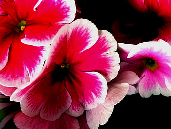 Flowers, pink, pink flowers, flower HD wallpaper