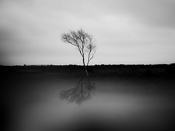 Palm Tree Monochrome , palm, trees, nature, monochrome HD wallpaper