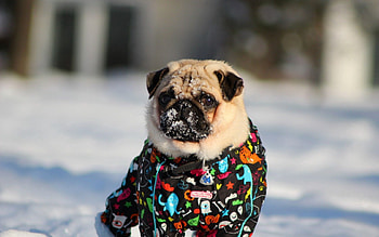 Animals, Winter, Snow, Pug HD wallpaper