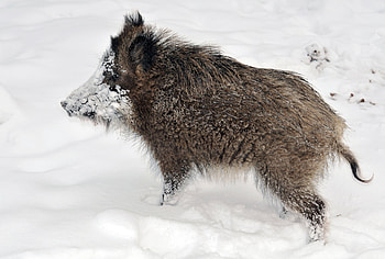 Animals, Snow, Forest, Young, Boar, Get Dirty HD wallpaper