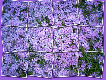Flowers, Background HD wallpaper