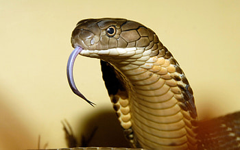 King Cobra, Venomous serpent, Reptile species, Majestic creature HD wallpaper