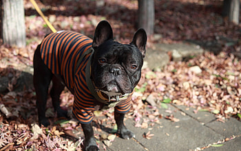 Animals, Dog, Leash, Stroll, Clothing, Bulldog HD wallpaper
