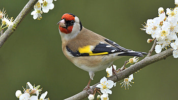 European Goldfinch, animal, branch, bird, goldfinch, flowers HD wallpaper