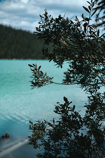 Nature, Bush, Lake, Branches HD phone wallpaper