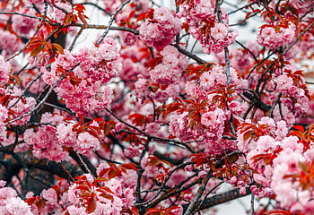 Flowers, Pink, Wood, Tree, Branches, Spring, Blooms HD wallpaper