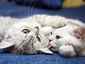Animals, Couple, Pair, Striped, Playful, Kittens HD wallpaper