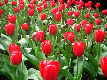 Flowers, Tulips, Drops, Flower Bed, Flowerbed, Freshness, Spring HD wallpaper