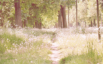 Nature, Flowers, Trees, Shine, Light, Path HD wallpaper