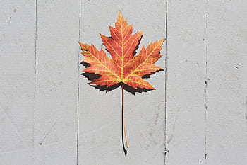 A vivid autumn maple leaf resting on a textured light surface. HD wallpaper