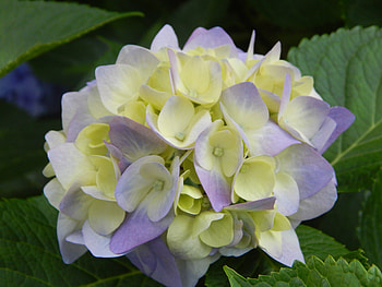 Lilac, flowers, white blue HD wallpaper