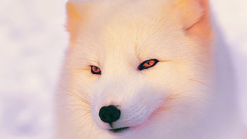 Artic-Fox, Fox, white, Animal, Artic HD wallpaper