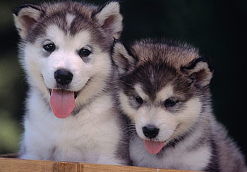Husky puppies , Charming , Cute puppies, Playful canines HD wallpaper