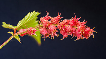 Neillia affinis, nature, flower HD wallpaper