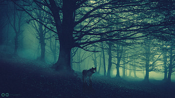 Hunter, trees, forest, 3d, wolf, silhouette HD wallpaper