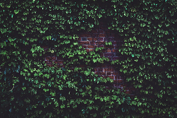 Leaves, Plant, Miscellanea, Miscellaneous, Brick Wall HD wallpaper